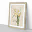 White Daffodils by Pierre-Joseph Redoute - Picture Frame Art Prints-55612666-55612662
