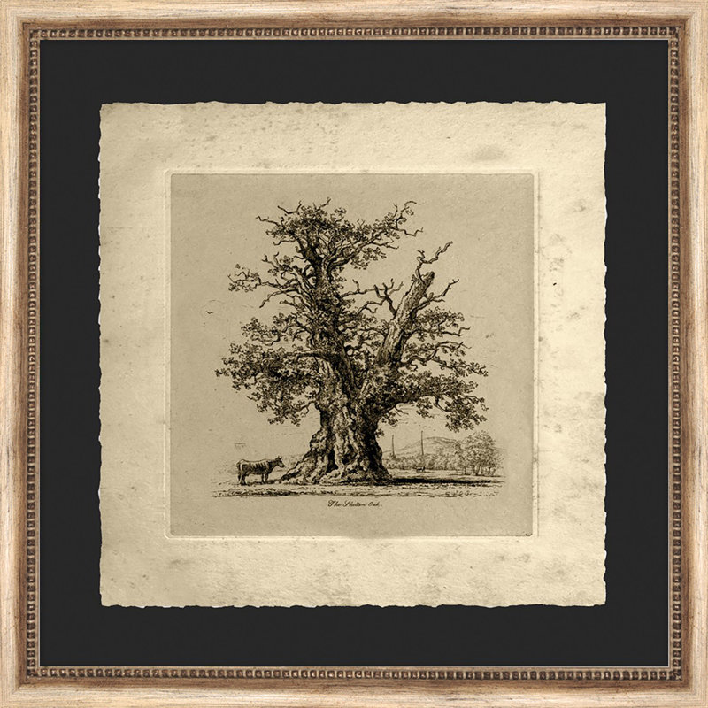 The Shelton Oak Painting