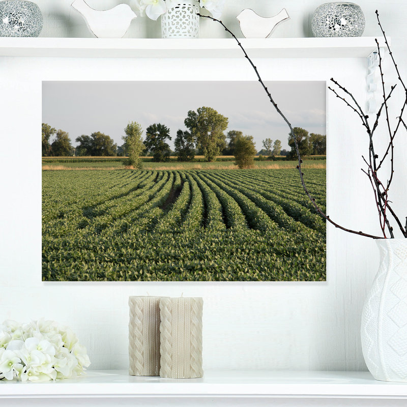 " Wisconsin Soybean Field Rows ", 12" H x 20" W x 1" D