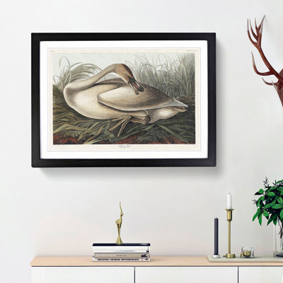 A Trumpeter Swan by John Audubon - Framed Print