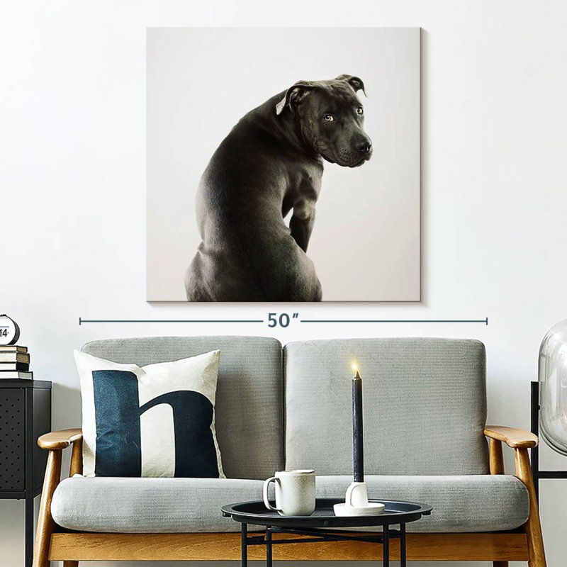 Crowle Shy Pit Bull, 33" H x 33" W