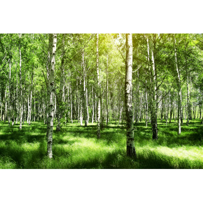 " Birch Trees "