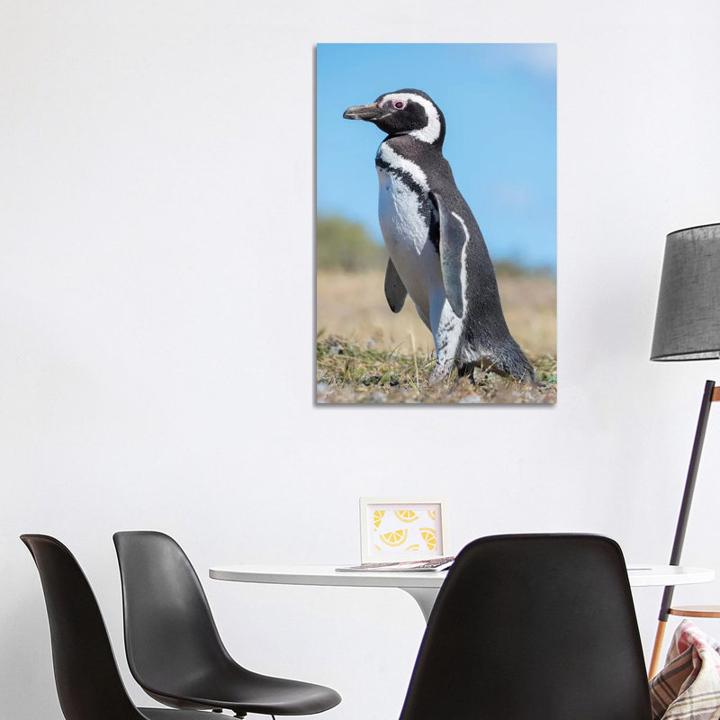 Magellanic Penguin In Colony In Valdes, Patagonia, Argentina, Valdes by Martin Zwick - Wrapped Canvas Print