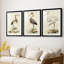 Antique Heron I - reproduction sur mesure encadrée de qualité supérieure - 3 pièces-339623390-339623388
