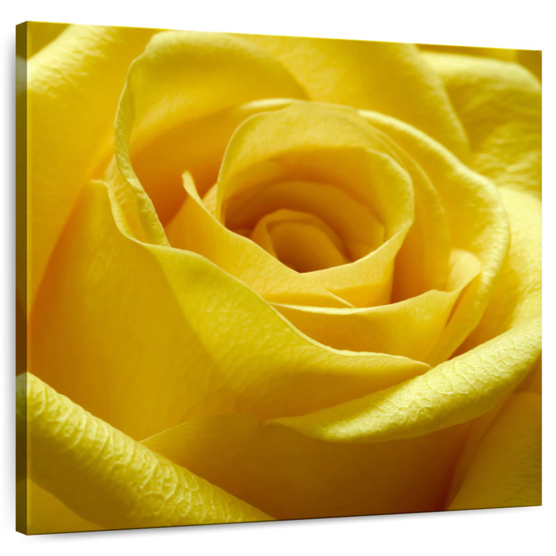 Harnek Yellow Rose, 39" H x 39" W