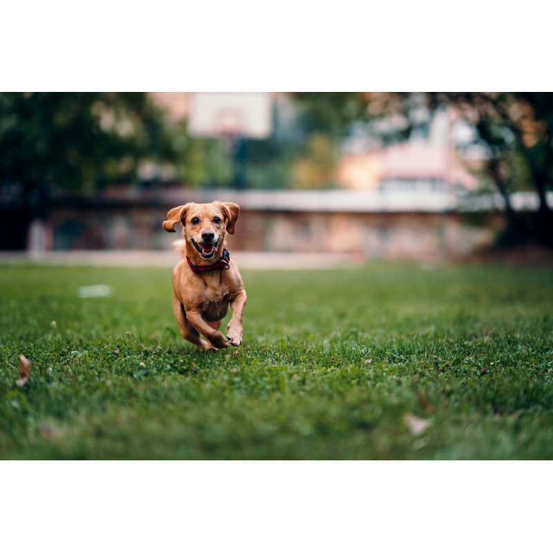 «Brown Dog Courir sur l'herbe» par Kerkez - Photographie sur toile tendue, H 8 po x l 12 po