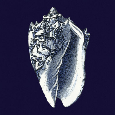 Y SE PAPER Indigo Shells II