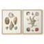 Knorr Shells & Coral I-Premium, reproduction encadrée prête à accrocher - aucun clou requis - aucun clou requis-1801433261-1801433256