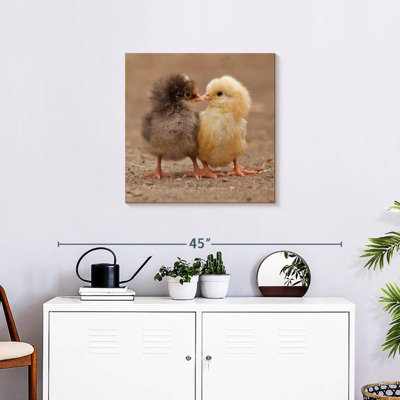Crowle Pecking Baby Chicks