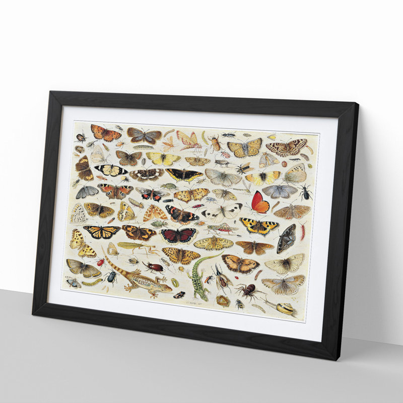 Butterflies and Insects Vol.1 by Jan Van Kessel - Framed Print, Black Framed, 27cm H x 36cm W x 2cm D