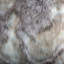 Coussin en fourrure synthétique Thomas Collection®-129161398