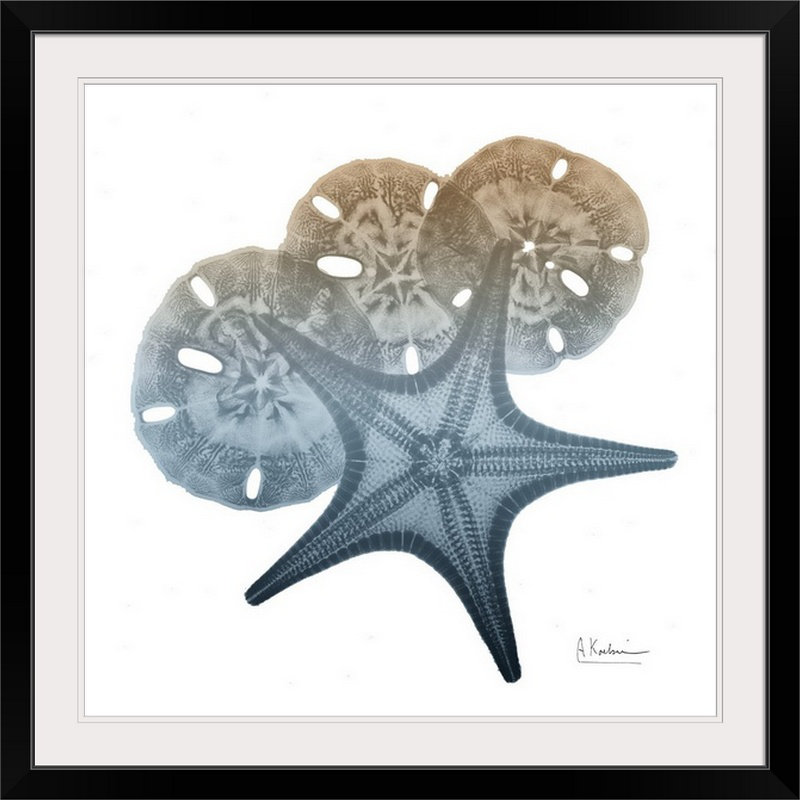 «Steel Hues Starfish and Sand Dollar» par Byer, reproduction de photo, H 24 po x l 24 po x P 1 po, Cadre noir