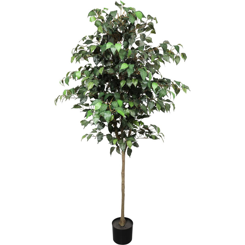 72 plantes