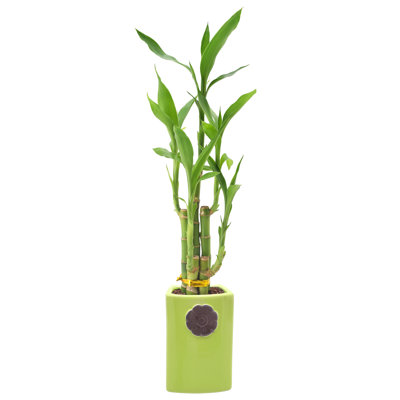 Arcadia Garden Products Live Bamboo Plant in Ceramic Pot