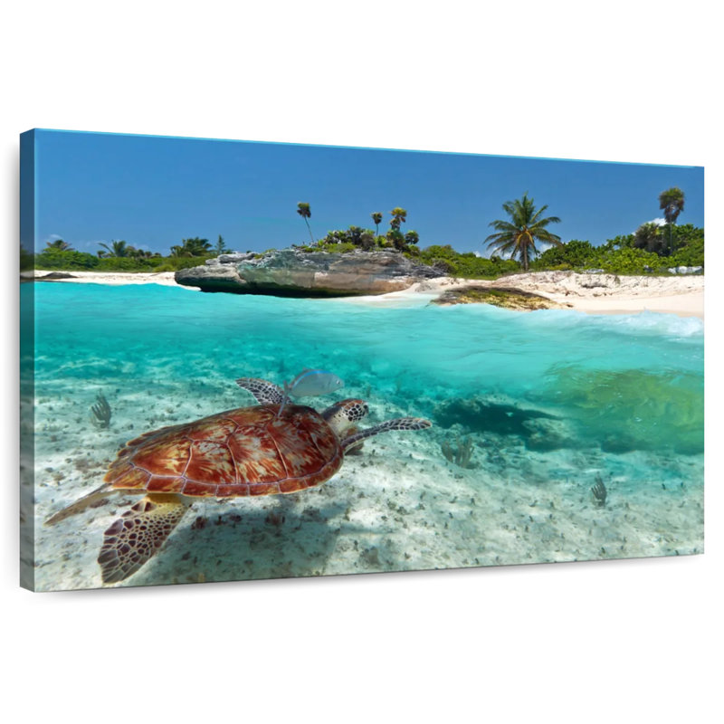 Crowle, île des tortues des Caraïbes, H 8 po x l 12 po