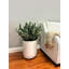 Faux Sansevieria Plant in Fiberstone Planter