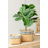 21.7'' Faux Fiddle Leaf Fig Tree in Cement Pot