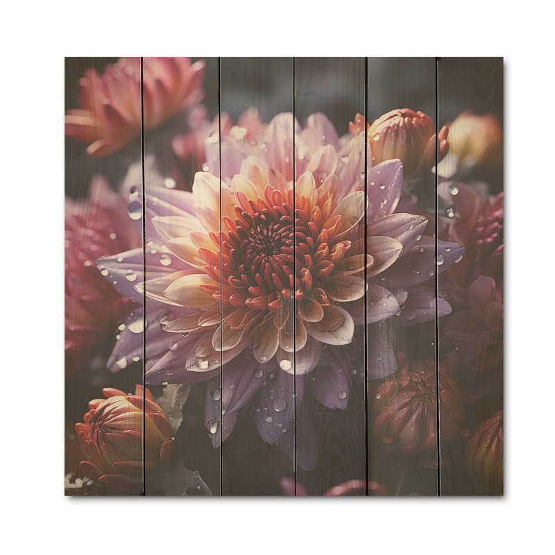 Fleurs de zinnias lavande au crépuscule - panneau de bois Zinnias sur bois de pin naturel, H 36 po x l 36 po