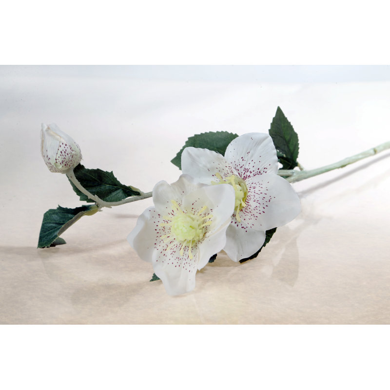Hellebore with bud, White