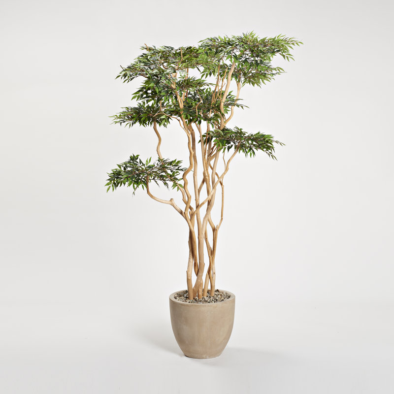 7' Sandblasted Ruscus in Grove Planter