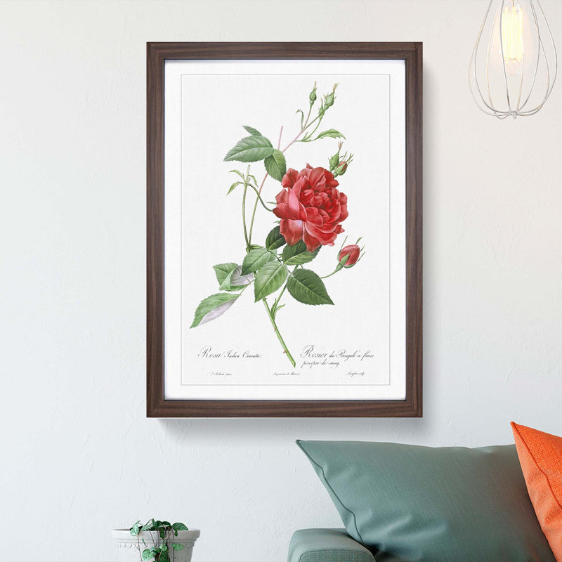 Blood-Red Bengal Rose by Pierre-Joseph Redoute - Picture Frame Graphic Art Print, 65cm H x 48cm W x 2cm D, Walnut Framed