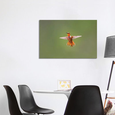 Rufous Humming Bird (Selasphorus Rufus). by Larry Ditto - Wrapped Canvas Print