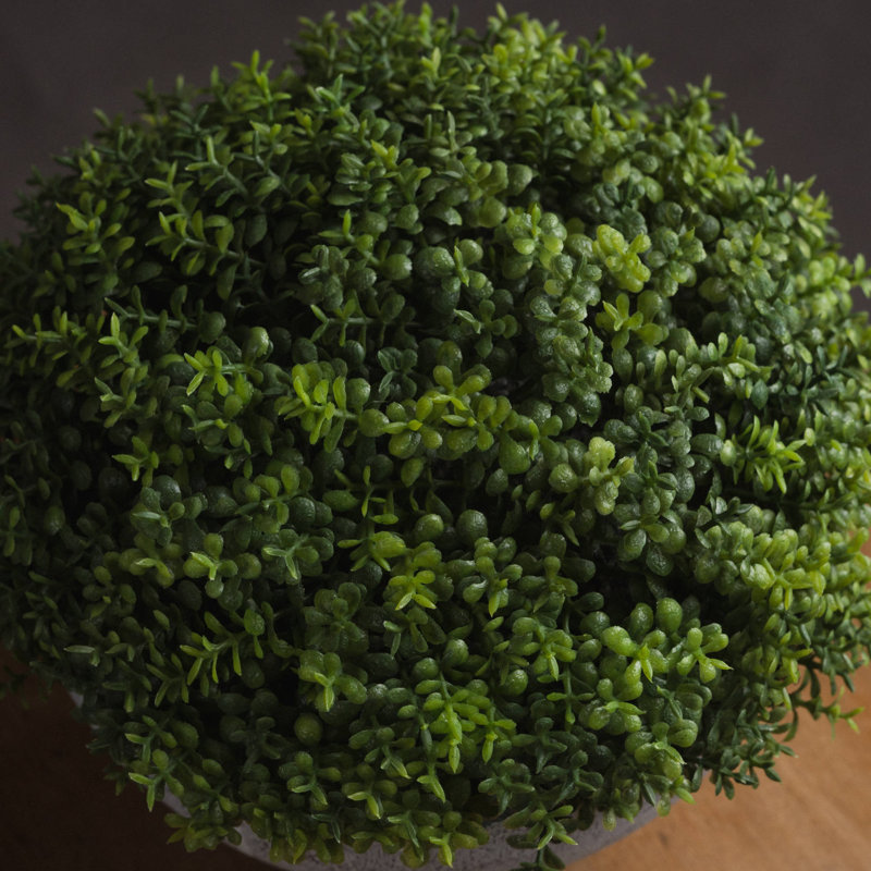 Andaiye 15cm Plant in Pot