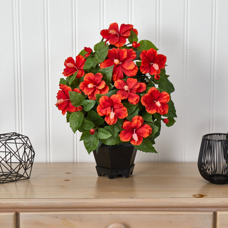 Hibiscus plante dans un vase décoratif