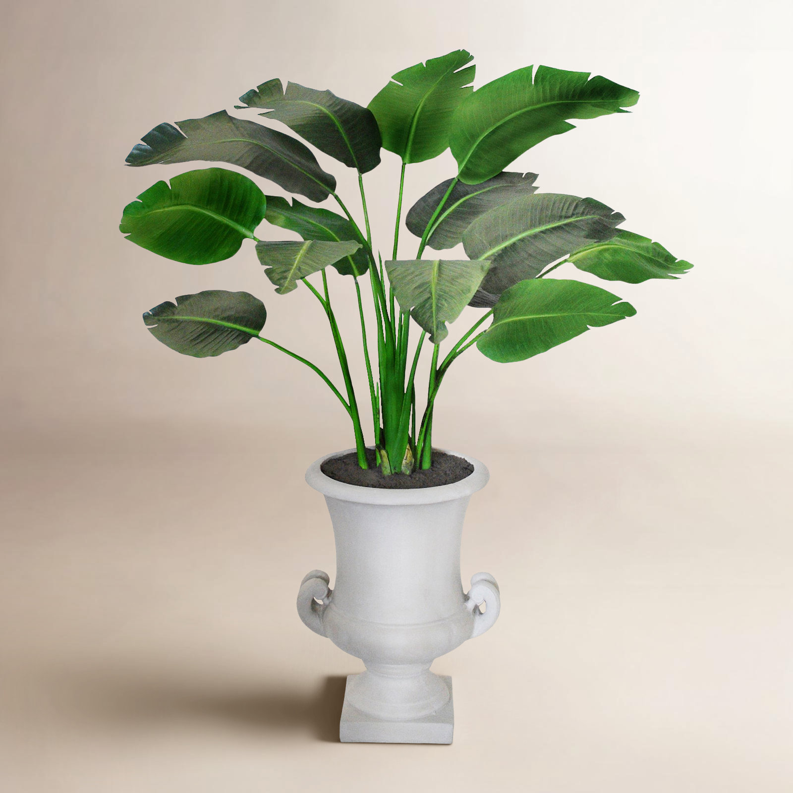 TRAVELERS PALM IN A URN