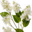 40 po lilas Spring Cut