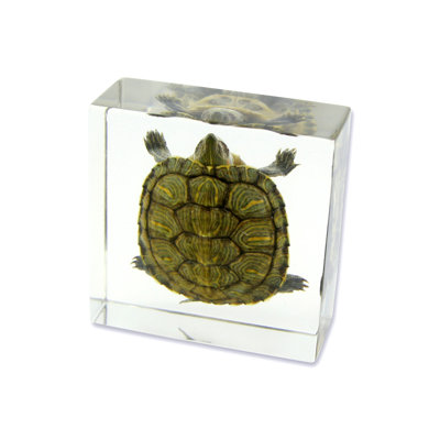 3X3" Turtle Paperweight