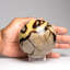 Genuine Polished Septarian (2") Sphere from Madagascar-781913554-774197571