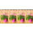 Hot Pink is out of stock