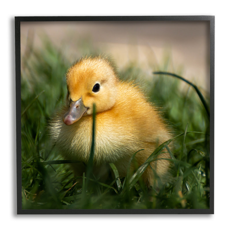 «Baby Duckling In Grass», photographie encadrée sur bois par Lil 'Rue, H 17 po x l 17 po x P 1,5 po