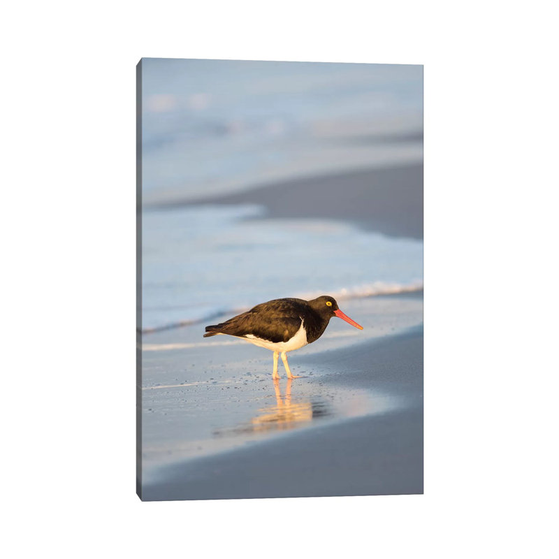 Magellanic Oystercatcher, Sea Lion Island, Falkland Islands. 1 Piece Wrapped Canvas Wall Art, 20.32 cm H x 30.48 cm W
