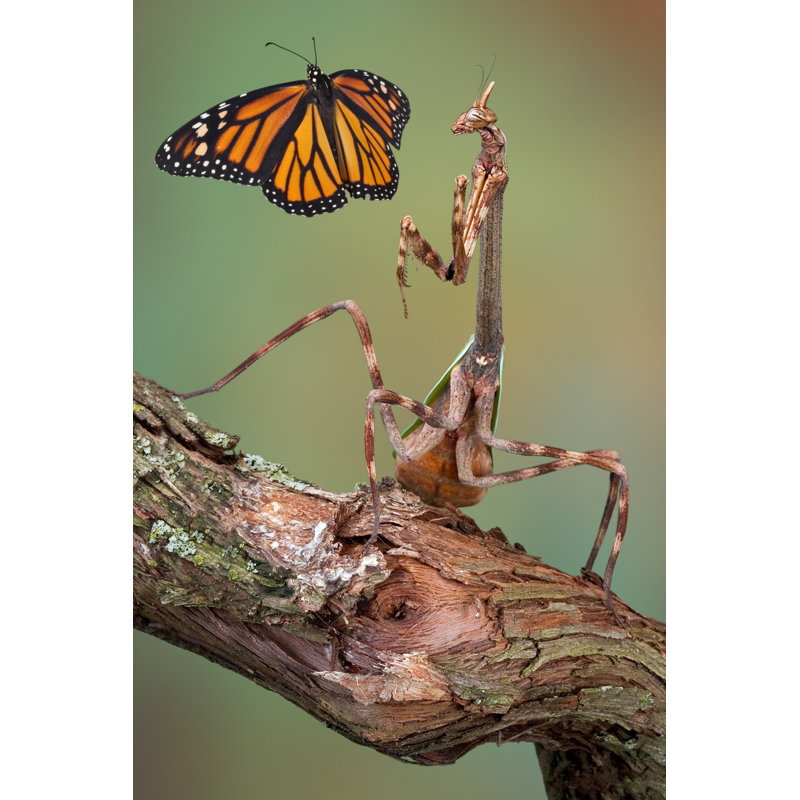 «Oilton Butterfly On Canvas» par Cathykeifer, photographie, H 12 po x l 8 po