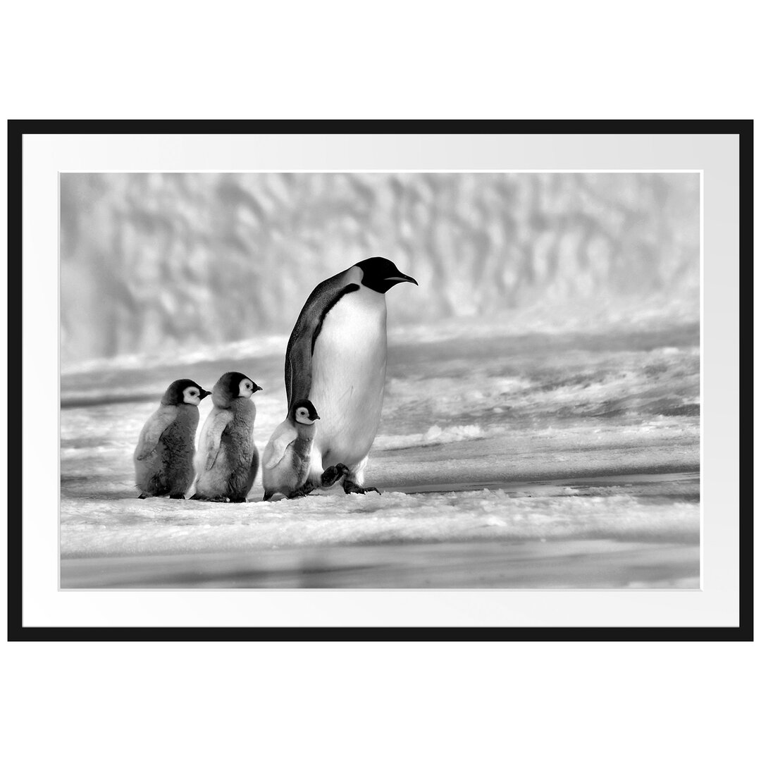 Gerahmtes Poster Kaiserpinguine im Schnee