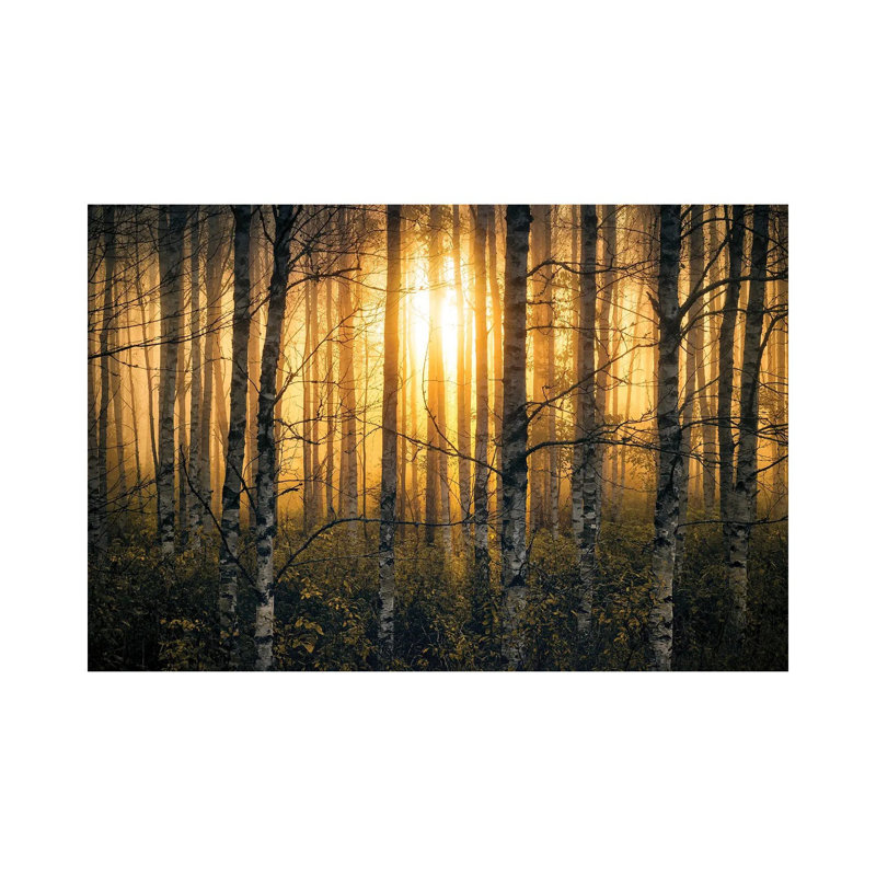 Birches II by Lauri Lohi - Wrapped Canvas Print, 30.48 cm H x 45.72 cm W