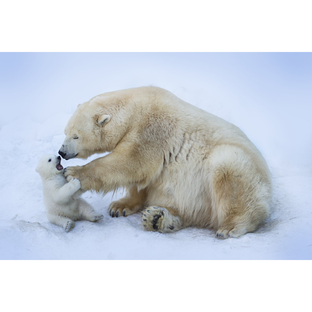 Leinwandbild Eisbär mit Mutter