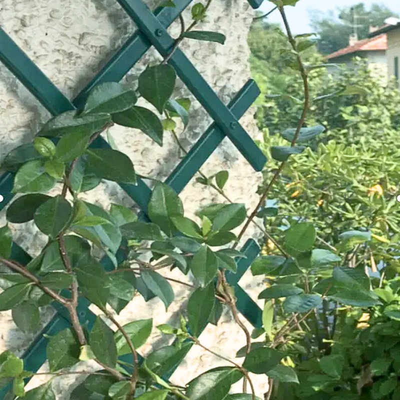 Balendran 60cm H x 180cm W Vinyl Expanding Trellis