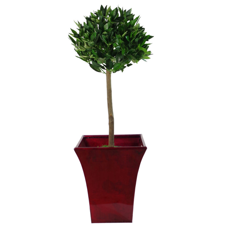 Anlin Faux Bay Laurel Tree in Pot, 90 cm x 45 cm