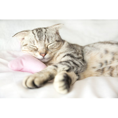 " Sleeping Cat " by Tomwang112