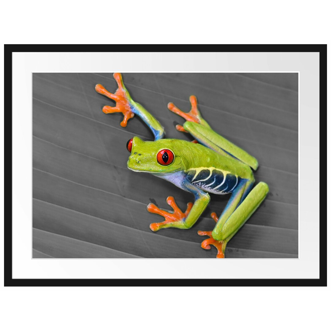 Gerahmtes Poster Kleiner grüner Frosch auf Blatt