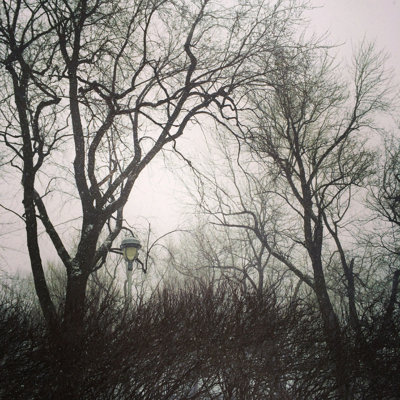 " Gloomy Trees Against Sky " by Studio Light And Shade