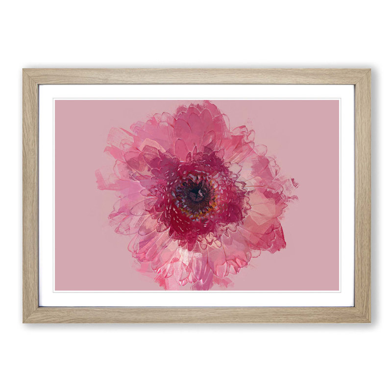 Layers of a Pink Gerbera in Abstract - Picture Frame Graphic Art Print, 27cm H x 36cm W x 2cm D, Oak Framed