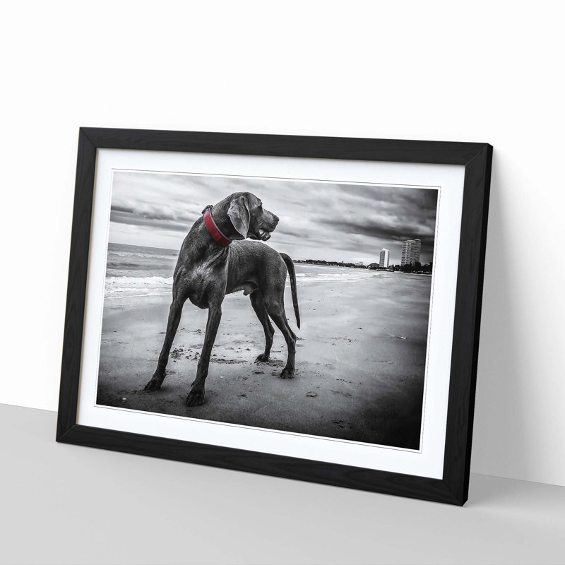 Weimaraner Dog Framed Photographic - Framed Print, Black