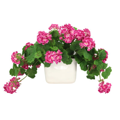 Geranium Arrangement in Ceramic Vase
