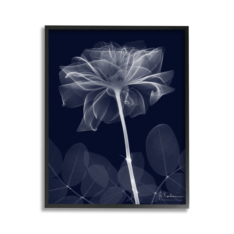 Fleur foncée, giclée, art par Albert Koetsier, Giclée encadrée blanc bord de mer, H 14 po x l 11 po
