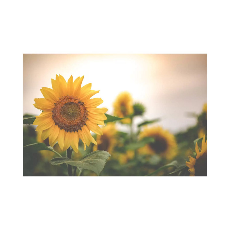 Field Of Gold II by Ann Hudec - Wrapped Canvas Print, 66.04cm H x 101.6cm W x 3.81cm D