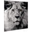 Le roi de la jungle - impression sans cadre sur verre